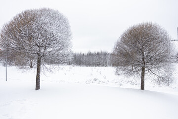 Obraz premium Willows in hoarfrost. Frost in the trees. Beautiful winter landscape 