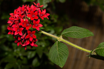 Beautiful Red Egyptian star cluster flower in a garden. - 414394578