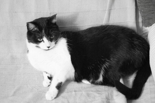 Black and white cat with immunodeficiency