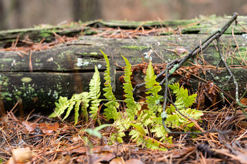 A small fern bush grows near a rotten tree in a pine forest