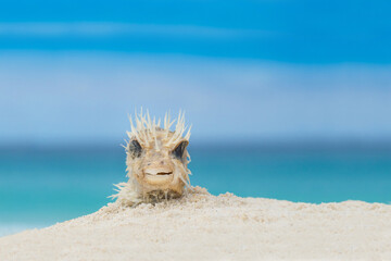 Spiky 