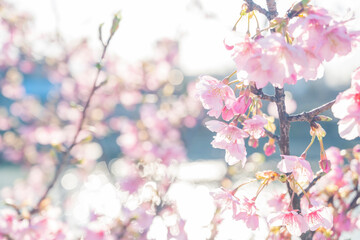 桜　桜の花