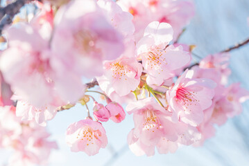 Fototapeta na wymiar 桜　桜の花