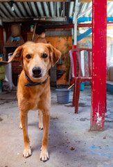 golden retriever dog