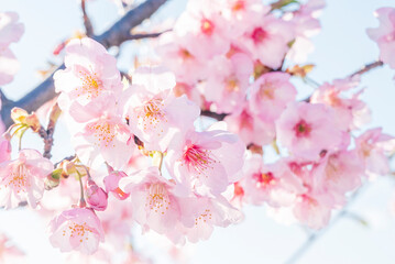 桜　桜の花