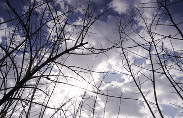 Thorny bush and blue sky, clouds