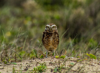 owl in the grass