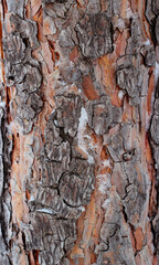 abstract background pine bark in winter