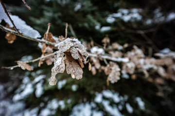 frost on branches