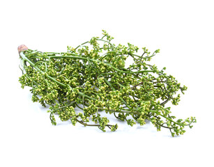 Closeup Siamese neem tree, green vegetable isolated on white background