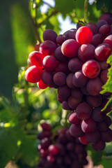 wine grapes, a ripe bunch of dark grapes, in the sun. Vineyards .
