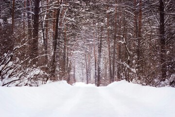 Fototapeta premium winter landscape road in pines