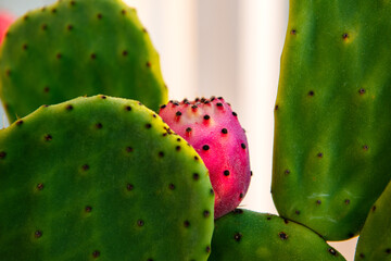 Prickly pear fruit (Opuntia, Fico d'India) at sunrise light, Sicily, Italy