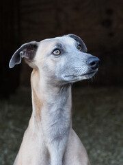 A head shot of a pretty Whippet against a black background.