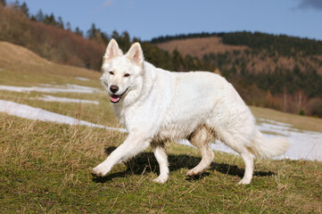 Naklejka na ściany i meble White Sheepdog..Weisser Schweizer Schäferhund..Berger Blanc Suisse