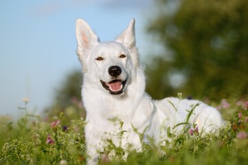 White Swiss Shepherd dog lies in the flower meadow Weisser Schweizer Schäferhund