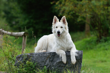happy young White Swiss Shepherd dog lies on a stone
and look Weisser Schweizer Schäferhund