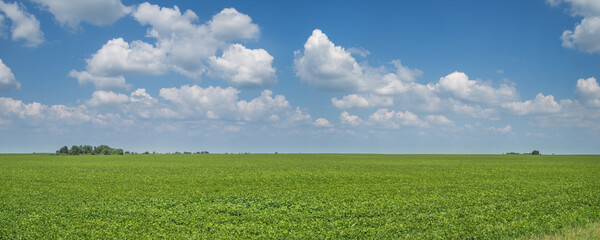 Panoramic view of green field and picturesque blue sky with white clouds. Agriculture, seeded field. © Valerii