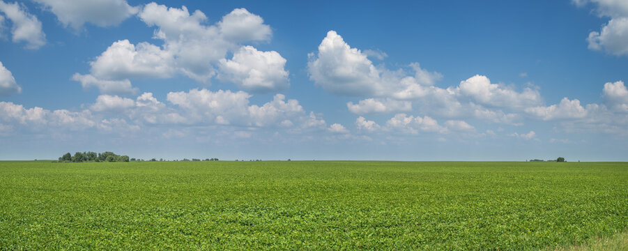 Panoramic view of green field and picturesque blue sky with white clouds. Agriculture, seeded field.