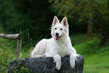 happy White Swiss Shepherd dog lies on a stone
and look Weisser Schweizer Sch&auml;ferhund