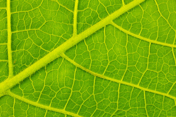 green leaf texture