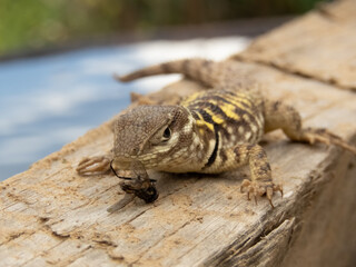 lizard on a tree
