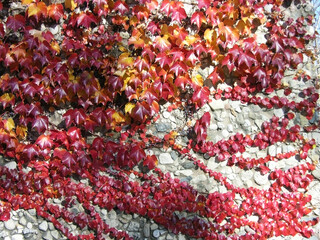 A stone wall entwined with red ivy. Autumn. 