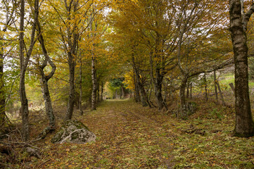 Sous bois en cévennes dans le sud de la France