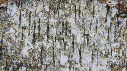 Obraz premium old stone texture