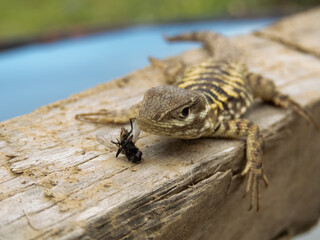 lizard 