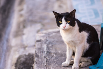 Cat Lying On Footpath