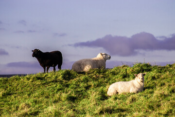 Fototapeta premium sheep and lambs