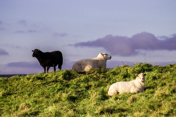 sheep and lambs