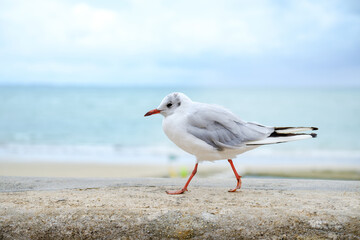 Mouette rieuse
