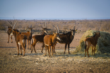 Naklejka na ściany i meble Wild antelopes in Etosha national park, Namibia, Africa.