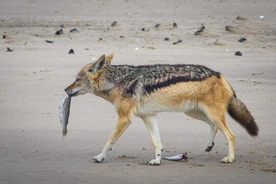 Jackal eating fish near waterhole, Polentswa, Botswana in Africa. Beautiful wildlife scene from Africa. Jackal catch and evening sunlight. Black-Backed Jackal, Canis mesomela.