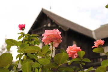 薔薇と洋館