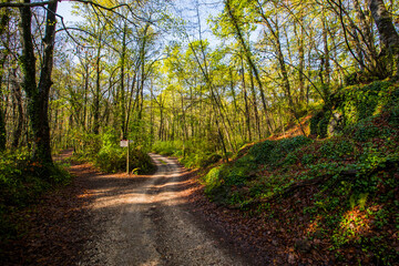 Spring sunrise in La Fageda D En Jorda Forest, La Garrotxa, Spain