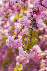 Fototapeta premium blooming pink flowers of sakura in ukraine. cherry blossom season in springtime. close up floral background