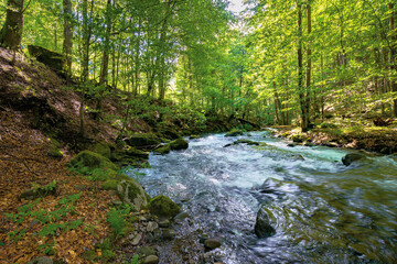 Naklejka na ściany i meble river in the beech forest. summer nature scenery on a sunny day. rapid water flows among the rocks. trees on the shore in lush green foliage