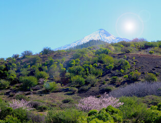 Snow covered Teide and Almond trees flowering in front (Tenerife, Spain)