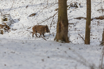 Wild boar - Sus scrofa his young is in the woods in the snow and looking for food.