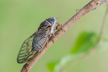 Insect cicada sits on forest plant on a summer day in the meadow