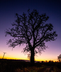 sunset in the forest