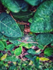 spider on leaf