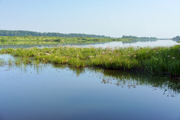 A forest lake, river, or canal. The natural pond is overgrown with grass.