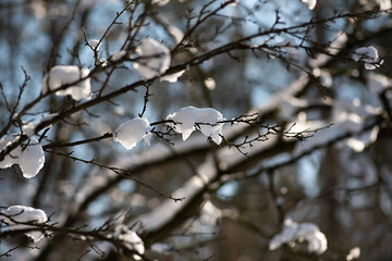Branches covered with snow, winter landscape in the forest.