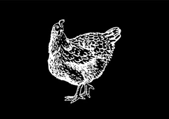 Graphical hand-drawn hen isolated on black background,engraved vector illustration