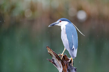 Black Crowned Night Heron (Nycticorax nycticorax) sitting on a branch in natural habitat in the Netherlands. Blurry  background.