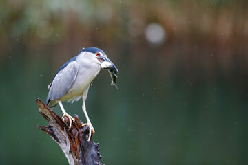 Black-crowned Night Heron (Nycticorax nycticorax) on a branch eating a big fish